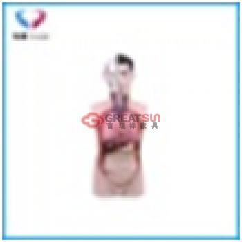 少年人体半身模型