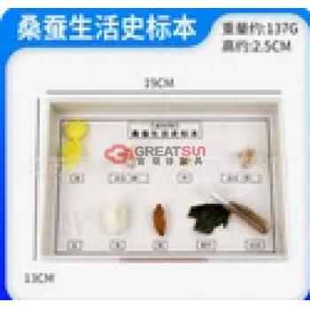 桑蚕生活史标本