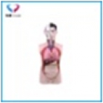 少年人体半身模型