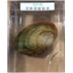 河蚌浸制标本