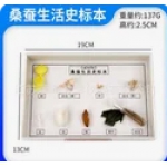 桑蚕生活史标本