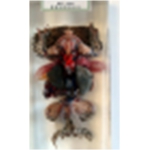 蛙发育顺序标本