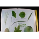 小学科学生命世界教学挂图