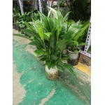 一帆风顺